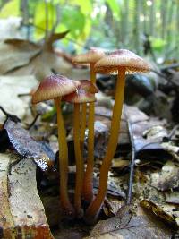 Mycena atkinsoniana image