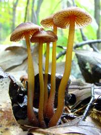 Mycena atkinsoniana image