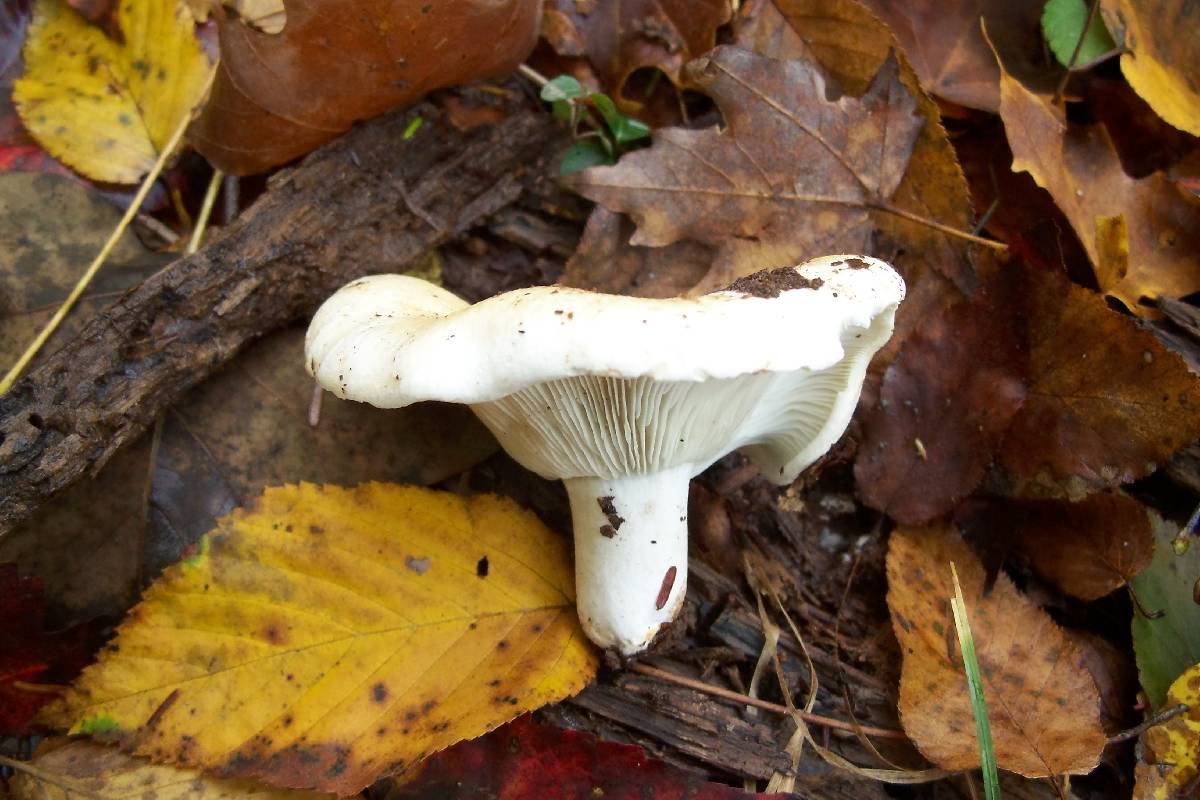 Russula angustispora image