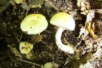 Agaricus silvicola image