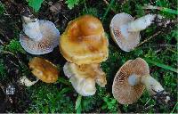 Cortinarius delibutus image