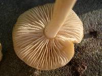 Tricholoma inamoenum image