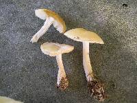 Tricholoma inamoenum image