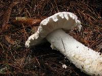 Amanita smithiana image