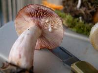 Lactarius pallescens image