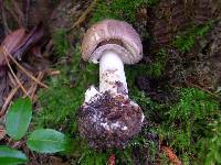 Amanita porphyria image