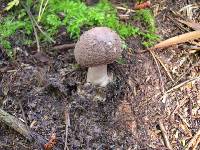 Amanita porphyria image