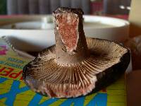 Russula nigricans image