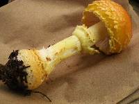 Amanita persicina image