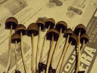 Psathyrella corrugis image