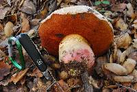 Rubroboletus eastwoodiae image