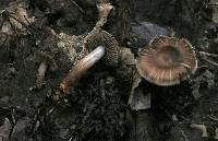 Cortinarius bulliardii image