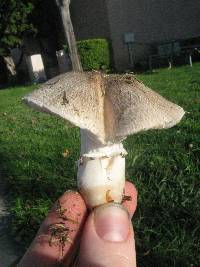 Leucoagaricus barssii image