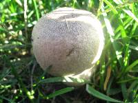 Leucoagaricus barssii image