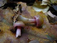 Mycena rutilantiformis image