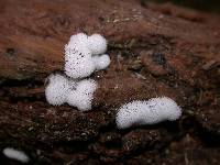 Ceratiomyxa fruticulosa var. fruticulosa image