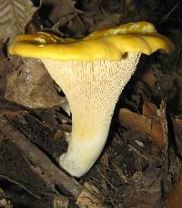 Cantharellus phasmatis image