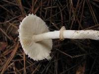 Lepiota rubrotinctoides image