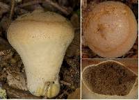 Lycoperdon excipuliforme image