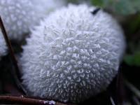 Lycoperdon curtisii image