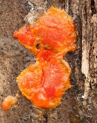 Lycogala epidendrum image