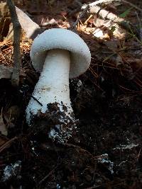 Amanita polypyramis image