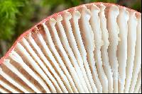 Russula emetica image