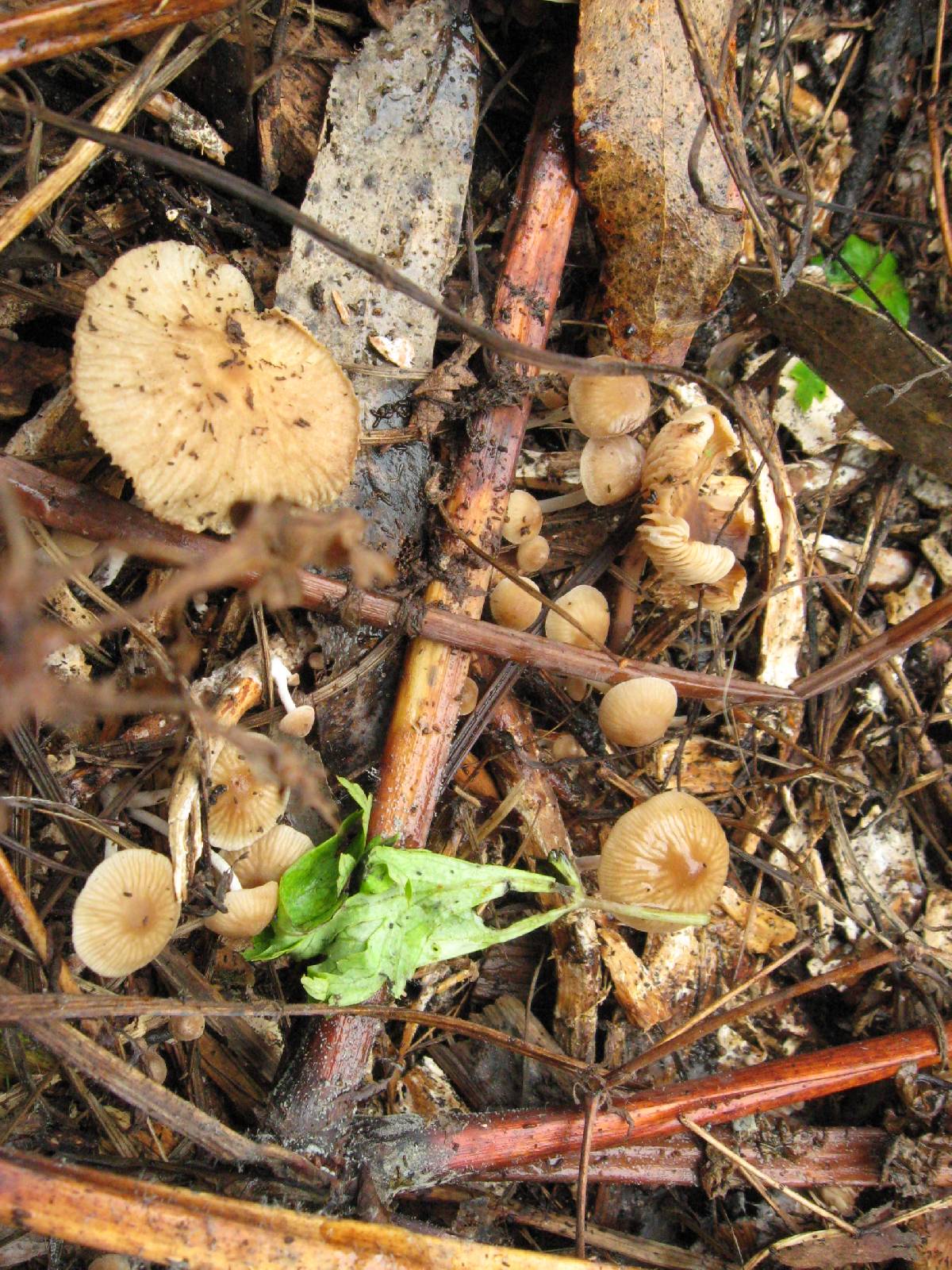 Gymnopus subpruinosus image