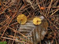 Xeromphalina cauticinalis image