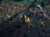 Calocera cornea image