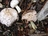 Agaricus californicus image