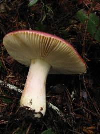 Russula xerampelina image