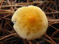 Cystoderma amianthinum image