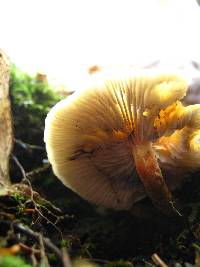 Hypholoma capnoides image