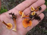 Hygrophoropsis aurantiaca image