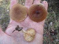 Lactarius hibbardae image