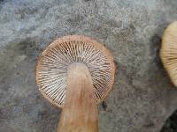 Tricholoma vaccinum image