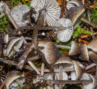 Mycena atroalboides image