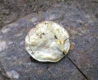 Fomitopsis schrenkii image