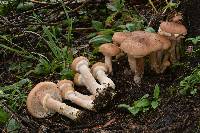 Armillaria solidipes image