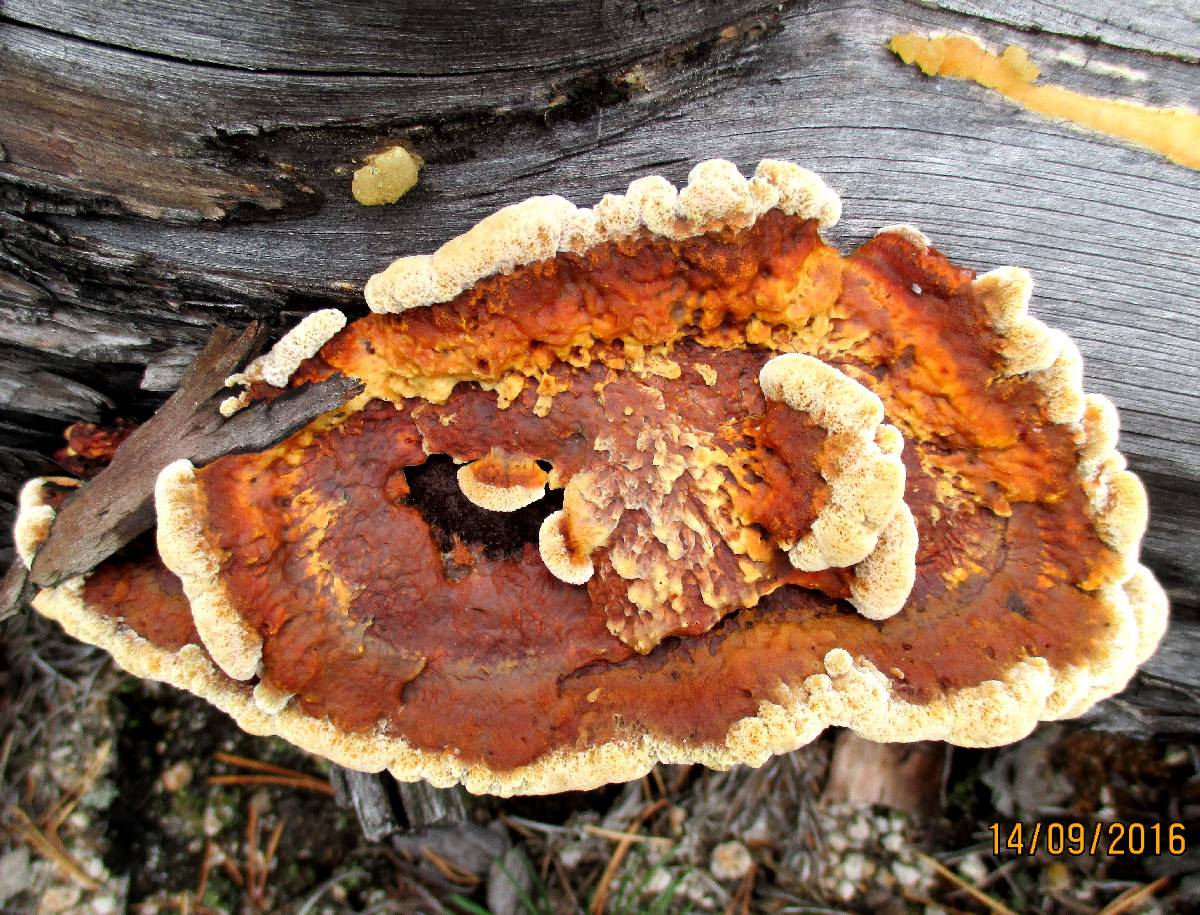 Gloeophyllum protractum image