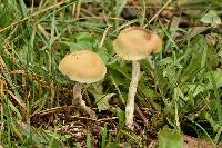 Psilocybe mescaleroensis image