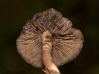 Psilocybe mescaleroensis image