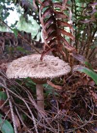 Chlorophyllum olivieri image