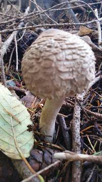 Chlorophyllum olivieri image