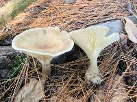 Ampulloclitocybe clavipes image