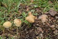 Psilocybe mescaleroensis image