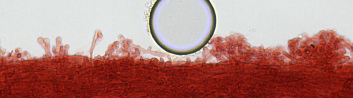 Mycena chloranthoides image