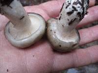 Hygrophorus fuligineus image