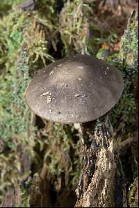 Pluteus pouzarianus image